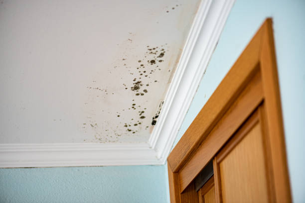 Best Kitchen Mold Remediation in Whitesboro, AL