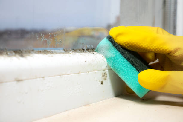 Best Post-Flood Mold Remediation in Whitesboro, AL