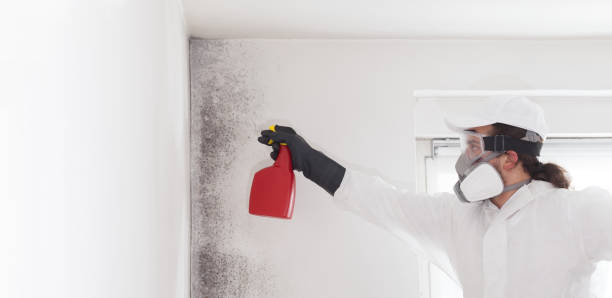 Best Attic Mold Remediation in Whitesboro, AL