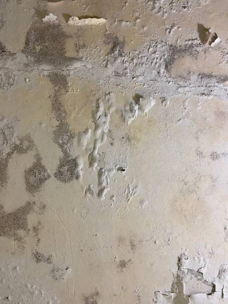 Best Emergency Mold Remediation in Whitesboro, AL