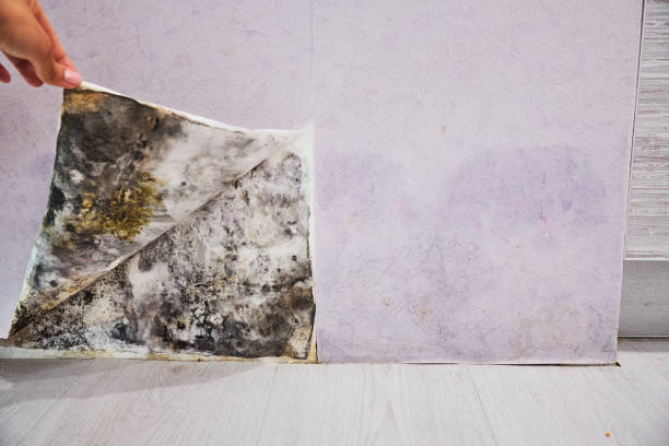 Best Industrial Mold Remediation in Whitesboro, AL